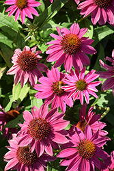 PowWow Wild Berry Coneflower (Echinacea purpurea 'PowWow Wild Berry') at The Mustard Seed