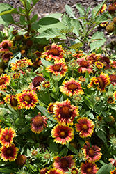 Arizona Sun Blanket Flower (Gaillardia x grandiflora 'Arizona Sun') at The Mustard Seed