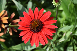 Kismet Red Coneflower (Echinacea 'TNECHKRD') at The Mustard Seed