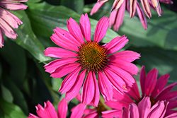 Kismet Raspberry Coneflower (Echinacea 'TNECHKR') at The Mustard Seed