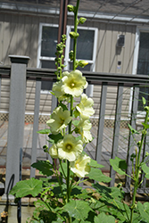 Spotlight Sunshine Hollyhock (Alcea rosea 'Sunshine') at The Mustard Seed