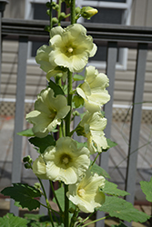 Spotlight Sunshine Hollyhock (Alcea rosea 'Sunshine') at The Mustard Seed