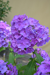 Blue Paradise Garden Phlox (Phlox paniculata 'Blue Paradise') at The Mustard Seed