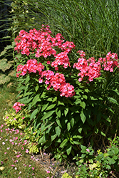 Flame Coral Garden Phlox (Phlox paniculata 'Barsixtytwo') at The Mustard Seed