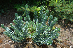 Donkey-Tail Spurge (Euphorbia myrsinites) at The Mustard Seed