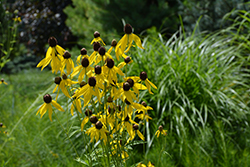 Gray-headed Coneflower (Ratibida pinnata) at The Mustard Seed