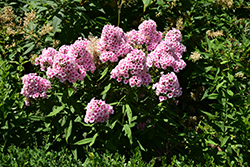 Bright Eyes Garden Phlox (Phlox paniculata 'Bright Eyes') at The Mustard Seed