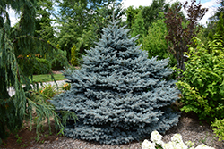 Montgomery Blue Spruce (Picea pungens 'Montgomery') at The Mustard Seed