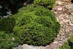 Mops Mugo Pine (Pinus mugo 'Mops') at The Mustard Seed