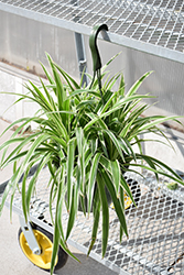 Variegated Spider Plant (Chlorophytum comosum 'Variegatum') at The Mustard Seed