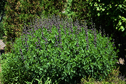 Twilite Prairieblues False Indigo (Baptisia 'Twilite') at The Mustard Seed