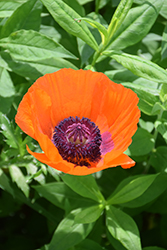 Prince Of Orange Poppy (Papaver orientale 'Prince Of Orange') at The Mustard Seed