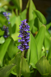 Pickerelweed (Pontederia cordata) at The Mustard Seed
