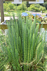 Mare's Tail (Hippuris vulgaris) at The Mustard Seed