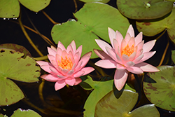Colorado Hardy Water Lily (Nymphaea 'Colorado') at The Mustard Seed