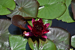 Almost Black Hardy Water Lily (Nymphaea 'Almost Black') at The Mustard Seed