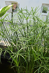 Miniature Umbrella Plant (Cyperus alternifolius 'Gracilis') at The Mustard Seed