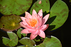 Colorado Hardy Water Lily (Nymphaea 'Colorado') at The Mustard Seed