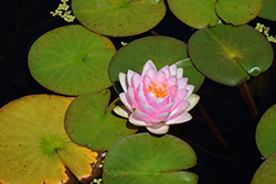 Madame Wilfron Gonnere Hardy Water Lily (Nymphaea 'Madame Wilfron Gonnere') at The Mustard Seed