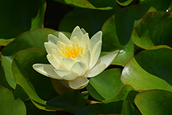Marliacea Chromatella Hardy Water Lily (Nymphaea 'Marliacea Chromatella') at The Mustard Seed