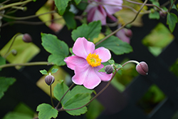 Grapeleaf Anemone (Anemone tomentosa 'Robustissima') at The Mustard Seed