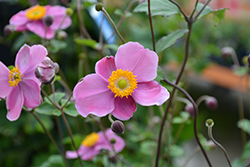 September Charm Anemone (Anemone x hybrida 'September Charm') at The Mustard Seed