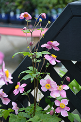 September Charm Anemone (Anemone x hybrida 'September Charm') at The Mustard Seed