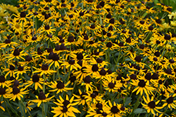 Little Goldstar Coneflower (Rudbeckia fulgida 'Little Goldstar') at The Mustard Seed