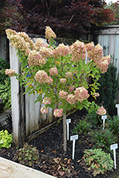 Limelight Hydrangea (tree form) (Hydrangea paniculata 'Limelight (tree form)') at The Mustard Seed