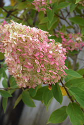 Limelight Hydrangea (Hydrangea paniculata 'Limelight') at The Mustard Seed