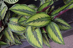 Color Full Beauty Star Pinstripe Calathea (Calathea ornata 'Beauty Star') at The Mustard Seed
