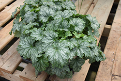 Paris Coral Bells (Heuchera 'Paris') at The Mustard Seed