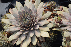 Desert Bloom Hens And Chicks (Sempervivum 'Desert Bloom') at The Mustard Seed