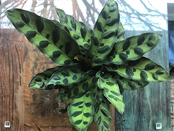 Color Full Lancifolia Rattlesnake Plant (Calathea lancifolia) at The Mustard Seed