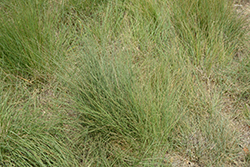 Blue Grama (Bouteloua gracilis) at The Mustard Seed