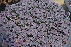 SunSparkler Blue Elf Sedoro (Sedoro 'Blue Elf') at The Mustard Seed