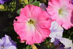Easy Wave Rosy Dawn Petunia (Petunia 'Easy Wave Rosy Dawn') at The Mustard Seed