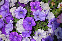 Shock Wave Denim Petunia (Petunia 'Shock Wave Denim') at The Mustard Seed