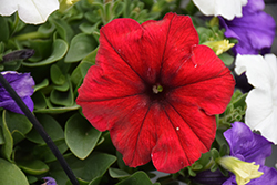 Easy Wave Red Velour Petunia (Petunia 'Easy Wave Red Velour') at The Mustard Seed