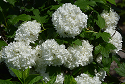 Eastern Snowball Viburnum (Viburnum opulus 'Sterile') at The Mustard Seed