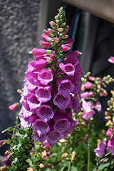Dalmatian Purple Foxglove (Digitalis purpurea 'Dalmatian Purple') at The Mustard Seed