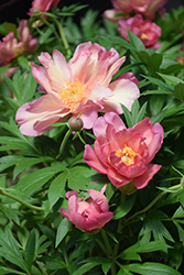 Julia Rose Peony (Paeonia 'Julia Rose') at The Mustard Seed