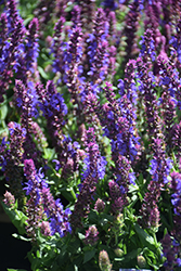 Apex Blue Meadow Sage (Salvia nemorosa 'Apex Blue') at The Mustard Seed