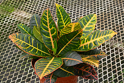 Petra Variegated Croton (Codiaeum variegatum 'Petra') at The Mustard Seed