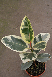 Chroma Tineke Rubber Plant (Ficus elastica 'Tineke') at The Mustard Seed