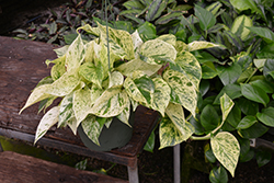 Beautifall Marble Queen Pothos (Epipremnum aureum 'Marble Queen') at The Mustard Seed