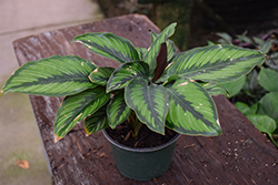 Color Full Beauty Star Pinstripe Calathea (Calathea ornata 'Beauty Star') at The Mustard Seed