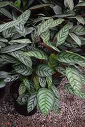 Sweet Dreams Grey Star Never Never Plant (Ctenanthe setosa 'Grey Star') at The Mustard Seed