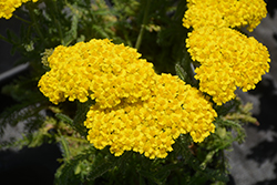 Desert Eve Yellow Yarrow (Achillea millefolium 'Desert Eve Yellow') at The Mustard Seed