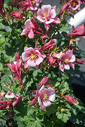 Kirigami Rose and Pink Columbine (Aquilegia caerulea 'Kirigami Rose and Pink') at The Mustard Seed
